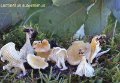 Neofavolus suavissimus-amf2097